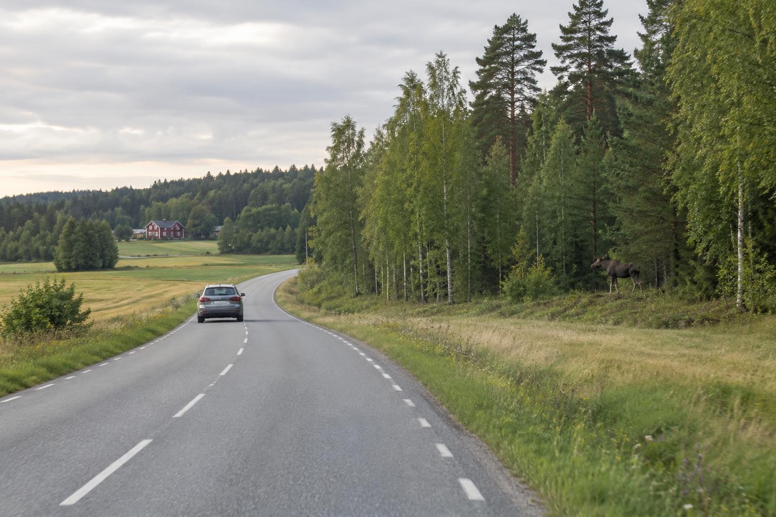 Driving Through Rural Sweden: Roads, Distances and Wildlife