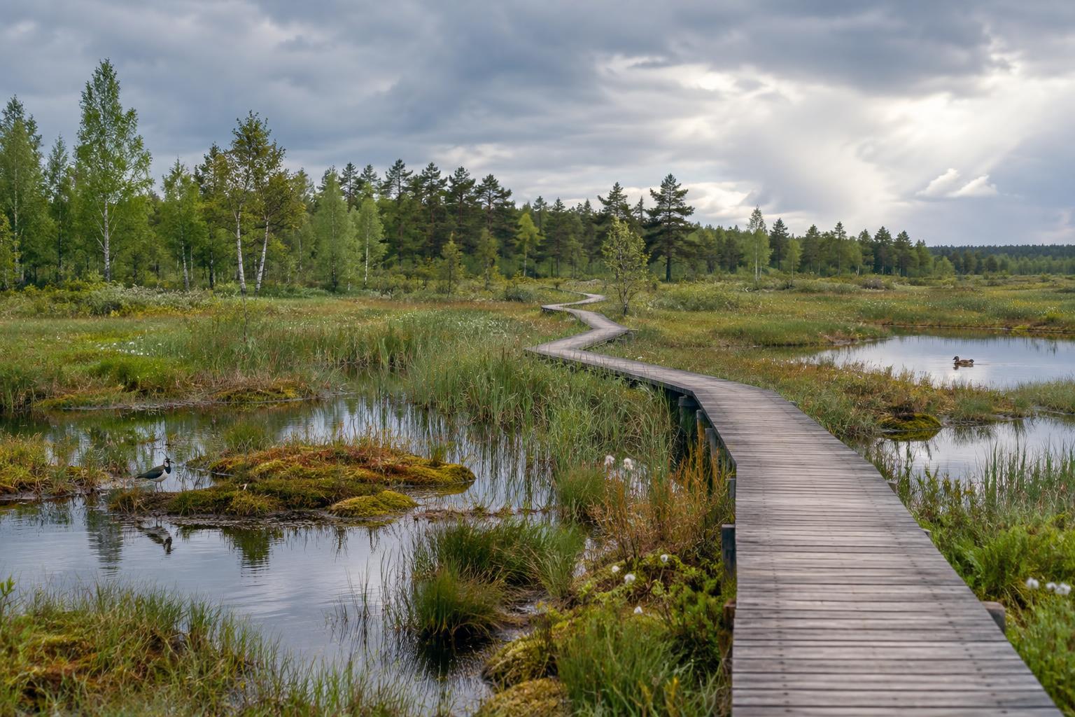 Exploring Sweden’s Wetlands: Boardwalks, Birdlife and a Slower Kind of Walk
